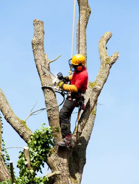 Gelly Paysage Defrichage A Randan Elagage 7 Gelly Paysage Defrichage A Randan Elagage 7